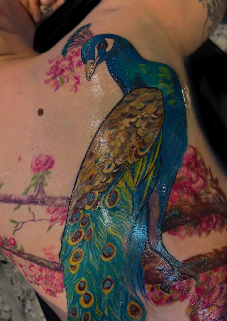 Tatouage de paon en couleur sur le dos d’une cliente, projet réalisé en quarante heures