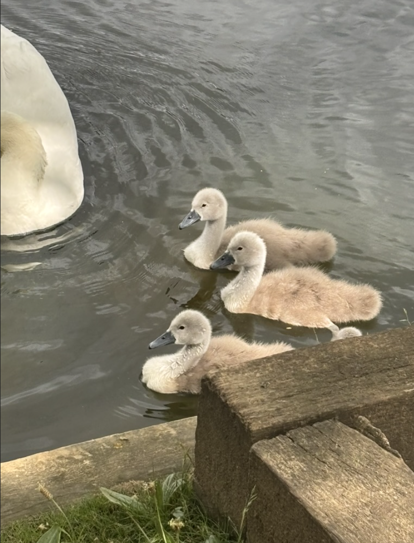 Trois cygneaux nageant près de leur mère sur un étang de Hampstead Heath