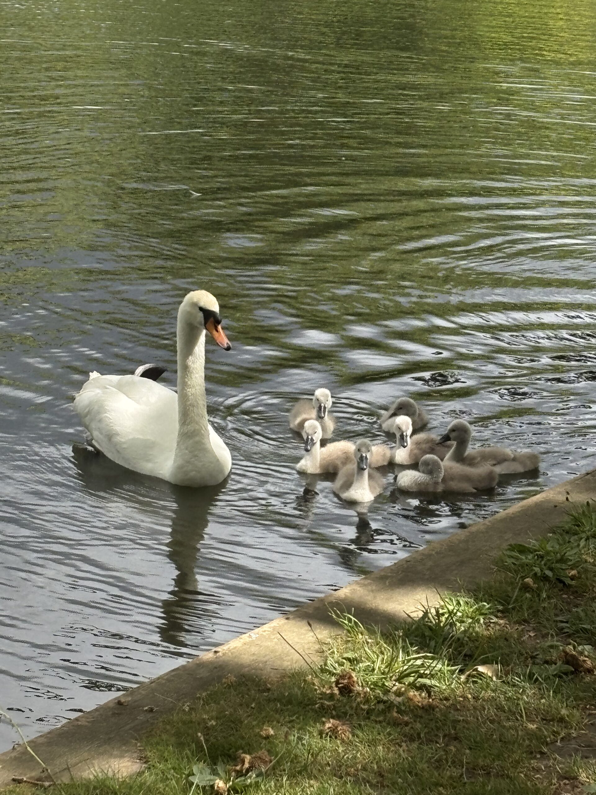 Cygne avec ses cygneaux sur l’eau à Hampstead Heath à Londres
